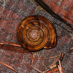 Monadenia