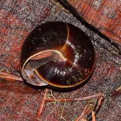 Monadenia