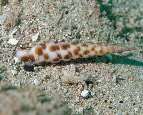 Terebra achates observed 2024-01-14