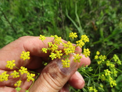 Bupleurum scorzonerifolium