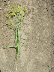 Bupleurum scorzonerifolium