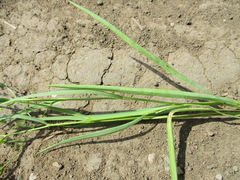 Bupleurum scorzonerifolium