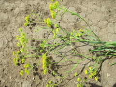 Bupleurum scorzonerifolium