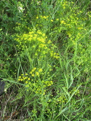 Bupleurum scorzonerifolium