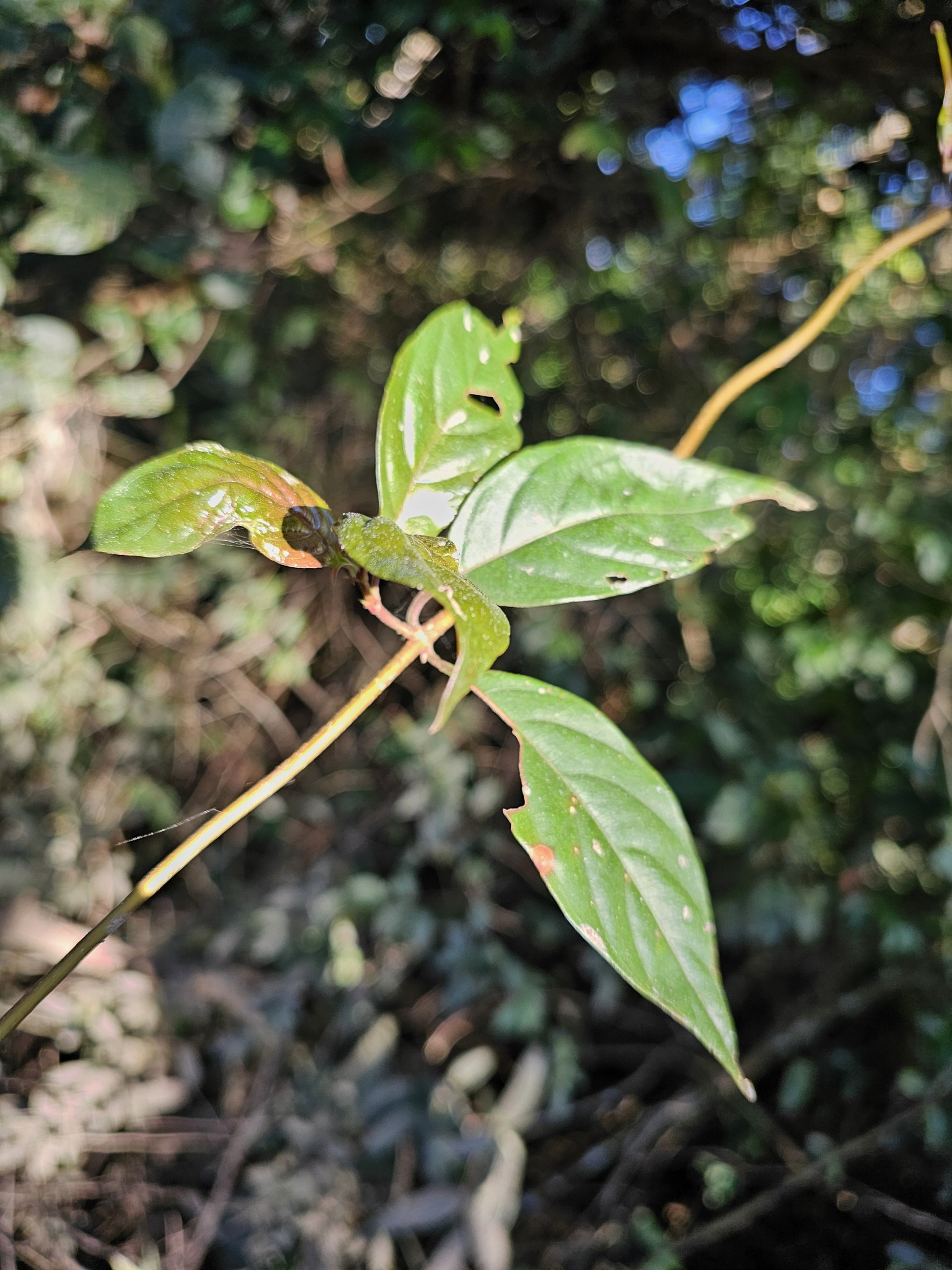 Imagem de Mussaenda