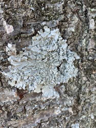 Flavoparmelia caperata