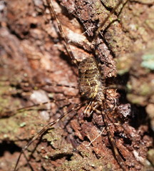 Neopantopsalis camelus