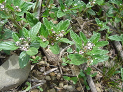 Heliotropium microstachyum