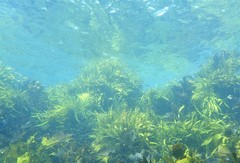 Phyllospora comosa