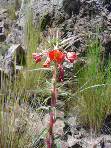 Image of Oenothera versicolor by no rights reserved