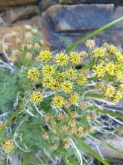 Cymopterus panamintensis acutifolius