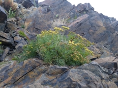 Cymopterus panamintensis acutifolius
