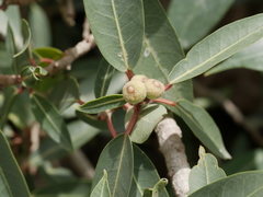Ficus salicifolia