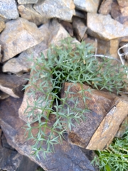 Cymopterus panamintensis acutifolius