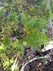 Halocarpus kirkii
