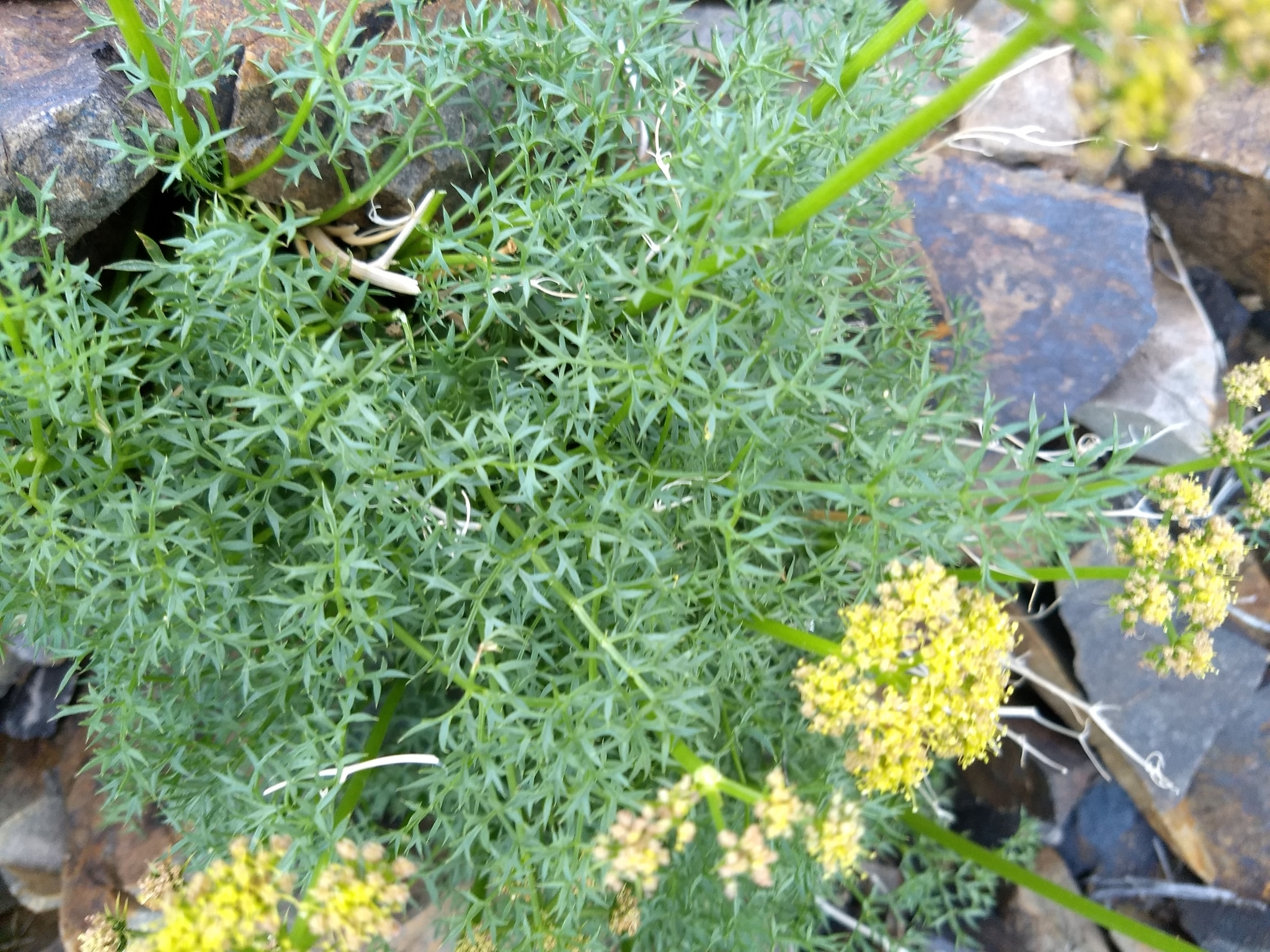 Cymopterus panamintensis
