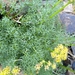 Panamint Springparsley - Photo (c) frankiecoburn, some rights reserved (CC BY-NC), uploaded by frankiecoburn