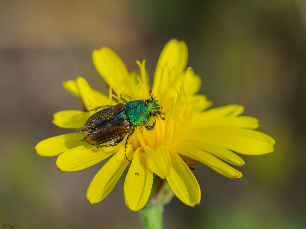 Pygopleurus caesareae