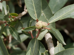 Ficus salicifolia