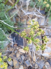 Cymopterus panamintensis acutifolius