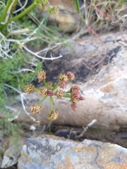 Cymopterus panamintensis acutifolius