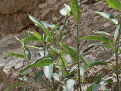 Ficus salicifolia