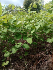 Reynoutria × bohemica