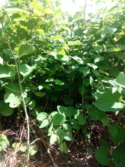 Reynoutria × bohemica