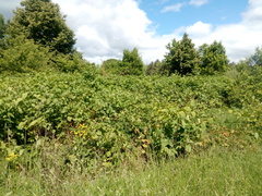 Reynoutria × bohemica