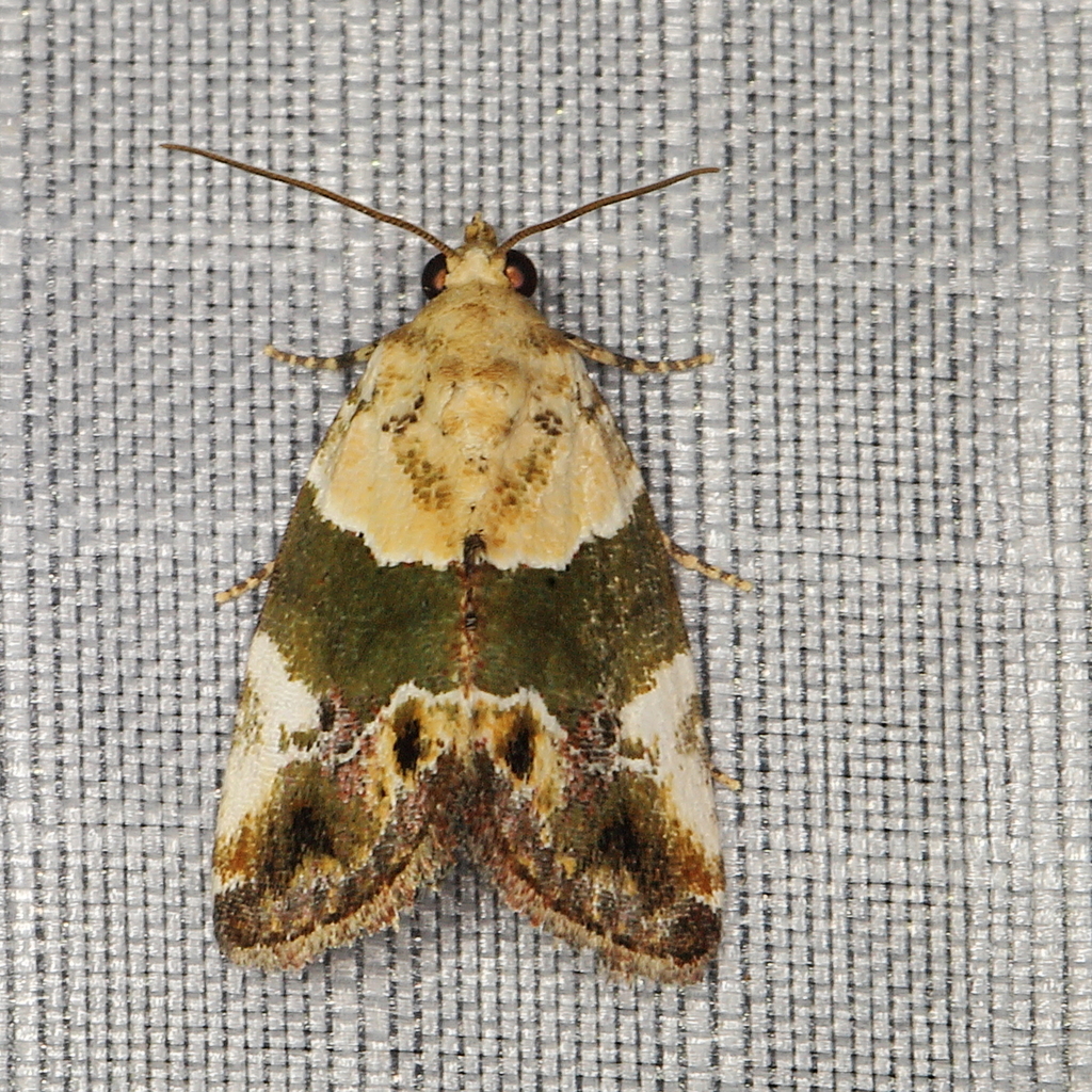 Maliattha albibasis