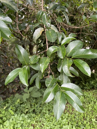 Foto de Cega-machado