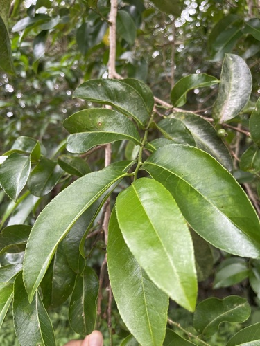 Foto de Cega-machado