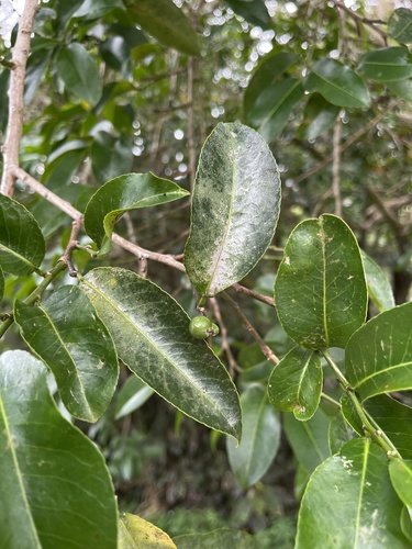 Foto de Cega-machado