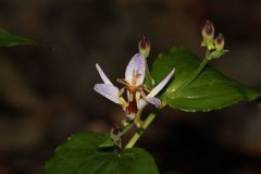Tricyrtis