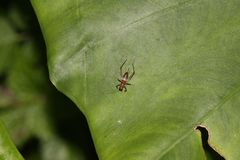 Homoeoxipha nigripes