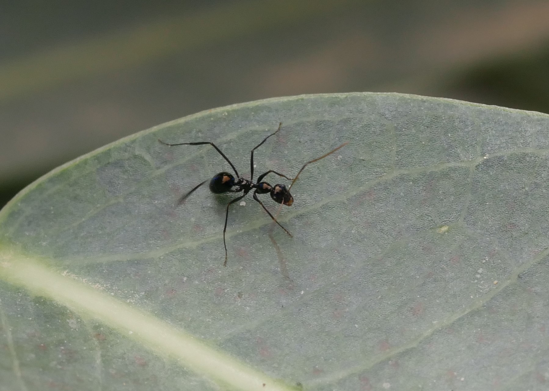 Lepisiota omanensis