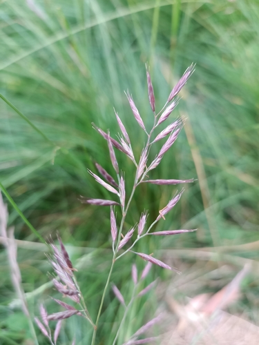Festuca rubra