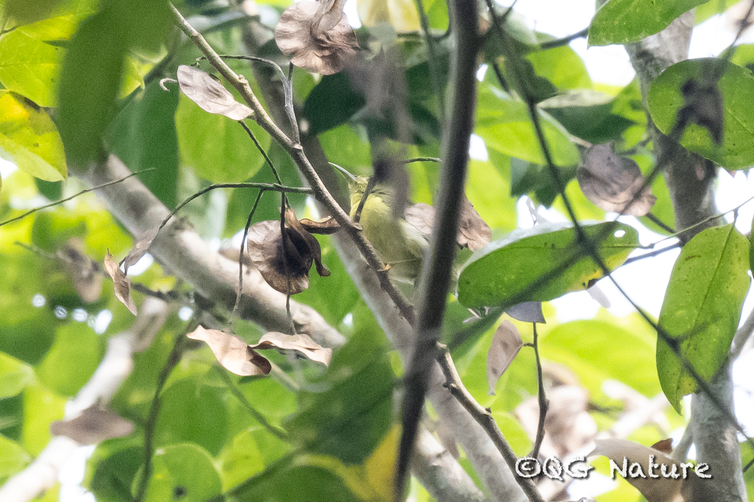 Brown-throated Sunbird