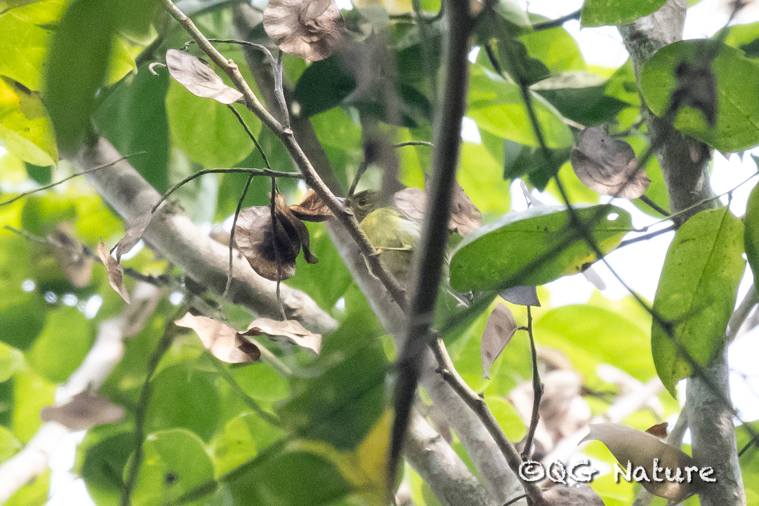 Brown-throated Sunbird