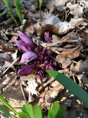 Lathraea clandestina