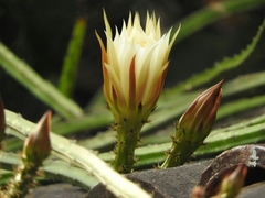 Selenicereus spinulosus