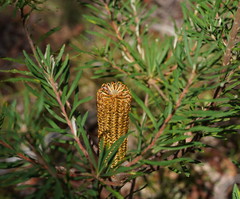 Banksia neoanglica