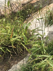 Sorghum arundinaceum