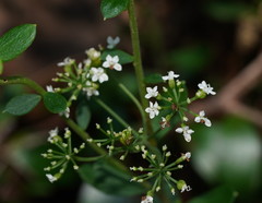Platysace