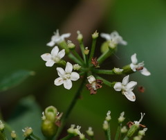 Platysace