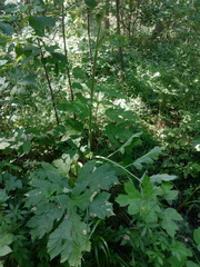 Heracleum sphondylium sphondylium