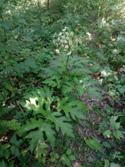 Heracleum sphondylium sphondylium