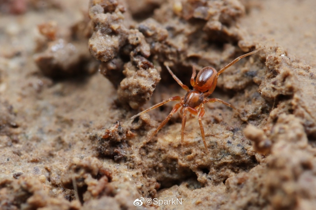 Goblin spiders from Ningbo, CN-ZJ, CN on November 18, 2021 at 04:26 PM ...