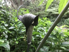 Arisaema thunbergii urashima