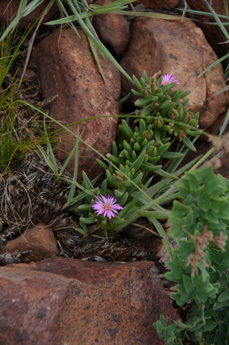 Rooiberg Sheepfig (Delosperma macellum)